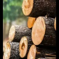خرید انواع چوب جنگلی و صنوبر