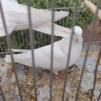 جفت کبوتر سفید همدانی