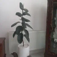 گل زامفولیاو سانسوریا