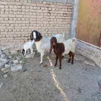 بزغاله پاکستان اصل۱۰م بزکول شیری بزغاله ماده۱۳۵۰۰م|حیوانات مزرعه|بجنورد, |دیوار