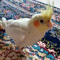 عروس هلندی