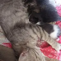 گربه مادر به همراه ۵تاتوله