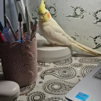 پرنده|پرنده|کوهدشت, |دیوار