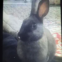 خرگوش