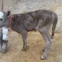 گوساله|حیوانات مزرعه|ایجرود, |دیوار