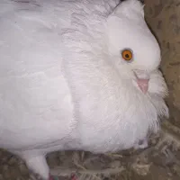 کبوتر کاکولی سفید|پرنده|خمینی‌شهر, |دیوار