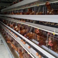 واگذاری واحد مرغ تخم گزار درحال کار