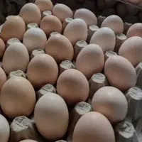 تخم مرغ بومی