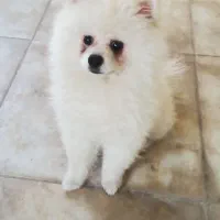 پامرانین نر ۵ ماهه اموزش دیده