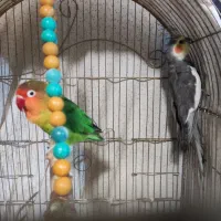 عروس هلندی طوطی کتوله