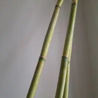 فروش نی تزئینی