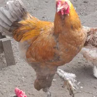 پنج عدد خروس جوان سنگین وزن