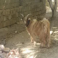 کره نر