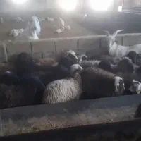 بره|حیوانات مزرعه|رفسنجان, |دیوار