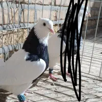 طوقی و دوکت