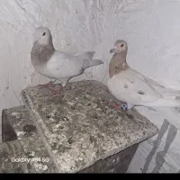 کفتر سرونج ماده