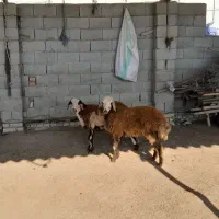 پای قوچی جنس