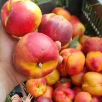 پیش فروش نهال پربار و زودبازده|خدمات باغبانی و درختکاری|قزوین, |دیوار