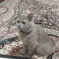 گربه|گربه|اهواز, کارون|دیوار