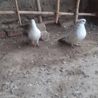 کبوتر|پرنده|سیمین شهر, |دیوار