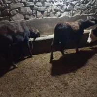 فروش پورتس گوساله