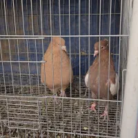 جفت سینه زرد سینه سرخ|پرنده|شیراز, کاراندیش|دیوار