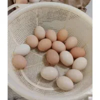 تخم مرغ بومی