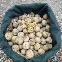 گردوی تویسرکان