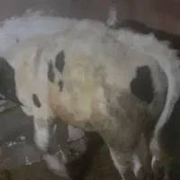 گاو نر  قروه و همدان