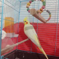 عروس هلندی و مرغ مینا دستی