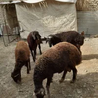 فروش بره نر