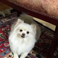 سگ آپارتمانی شی وا وا موبلند|سگ|خرم‌آباد, |دیوار