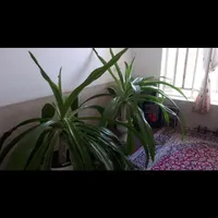 ۲ عدد گل با گلدان فروشی