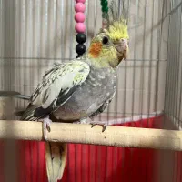 عروس هلندی سالم و دستی