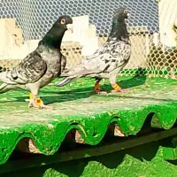 سار موشی لکه دار..