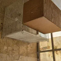 عروس هلندی سینامون و آهویی|پرنده|تهران, هاشم‌آباد|دیوار