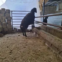 گوسفند|حیوانات مزرعه|عسگران, |دیوار