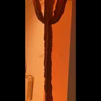 کاکتوس افوربیا طول ۲/۵ متر تاج دار