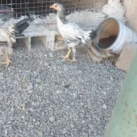 مرغ وخروس لاری|حیوانات مزرعه|خاوران, |دیوار