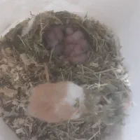 همستر|موش و خرگوش|رشت, گلباغ نماز|دیوار