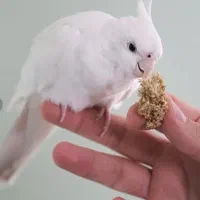 عروس هلندی سخنگو دستی