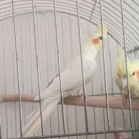 عروس هلندی لوتینو مولد با دو تا جوجه|پرنده|شیراز, شهرک جماران|دیوار