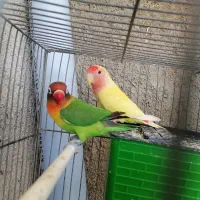 کوتوله زیبا|پرنده|شیروان (خراسان), |دیوار