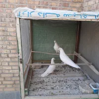کبوتر پرشی|پرنده|اصفهان, اندوان|دیوار