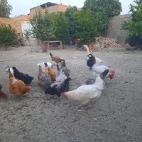 مرغ و خروس و قو غاز|حیوانات مزرعه|پیر بکران, |دیوار