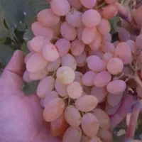 فروش نزدیک به ۲۰ تن انگور رازقی و کلاهداری