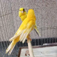 تعدادی قناری