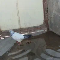 کبوتر|پرنده|ملایر, |دیوار