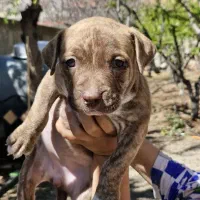 واگذاری توله پیتبول خالص شجره دار