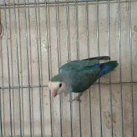 فنچ عروس هلندی طوطی برزیلی مرغ عشق قفس عروس هلندی|پرنده|محلات, |دیوار
